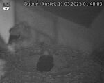 Capi_Dubne_20250511_014003.jpg