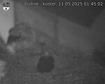 Capi_Dubne_20250511_014502.jpg