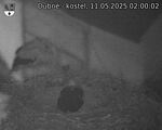 Capi_Dubne_20250511_020002.jpg