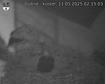 Capi_Dubne_20250511_021503.jpg