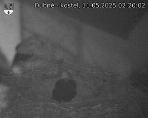 Capi_Dubne_20250511_022002.jpg (1350 x 1080)