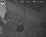 Capi_Dubne_20250511_022502.jpg