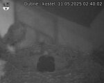 Capi_Dubne_20250511_024002.jpg