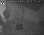 Capi_Dubne_20250511_024503.jpg