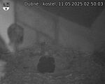 Capi_Dubne_20250511_025003.jpg