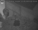 Capi_Dubne_20250511_025503.jpg
