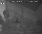 Capi_Dubne_20250511_030002.jpg
