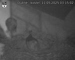 Capi_Dubne_20250511_031502.jpg