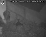 Capi_Dubne_20250511_032003.jpg