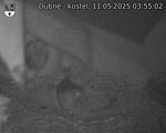 Capi_Dubne_20250511_035502.jpg