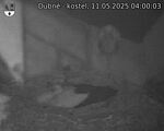 Capi_Dubne_20250511_040003.jpg