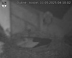 Capi_Dubne_20250511_041002.jpg