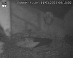 Capi_Dubne_20250511_041502.jpg