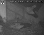 Capi_Dubne_20250511_042502.jpg