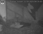 Capi_Dubne_20250511_043503.jpg