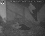 Capi_Dubne_20250511_044002.jpg