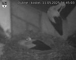Capi_Dubne_20250511_044503.jpg