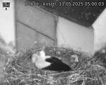 Capi_Dubne_20250511_050003.jpg