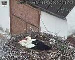 Capi_Dubne_20250511_051502.jpg