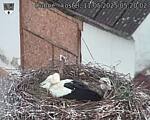 Capi_Dubne_20250511_052002.jpg