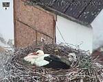 Capi_Dubne_20250511_052504.jpg
