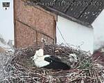 Capi_Dubne_20250511_053002.jpg