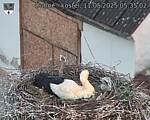 Capi_Dubne_20250511_053502.jpg