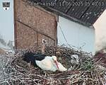 Capi_Dubne_20250511_054003.jpg