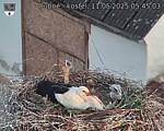 Capi_Dubne_20250511_054503.jpg