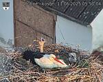 Capi_Dubne_20250511_055004.jpg