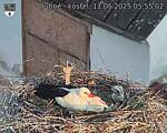 Capi_Dubne_20250511_055502.jpg