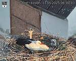 Capi_Dubne_20250511_060003.jpg