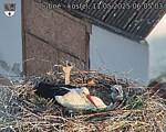 Capi_Dubne_20250511_060503.jpg