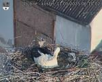 Capi_Dubne_20250511_061002.jpg