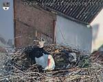 Capi_Dubne_20250511_061503.jpg