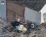 Capi_Dubne_20250511_062004.jpg