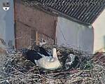 Capi_Dubne_20250511_062503.jpg