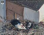 Capi_Dubne_20250511_063003.jpg