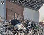 Capi_Dubne_20250511_063503.jpg