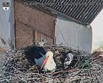 Capi_Dubne_20250511_064004.jpg
