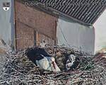 Capi_Dubne_20250511_064503.jpg