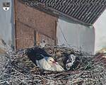 Capi_Dubne_20250511_065004.jpg