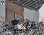 Capi_Dubne_20250511_065503.jpg