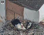 Capi_Dubne_20250511_070003.jpg