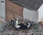 Capi_Dubne_20250511_070502.jpg