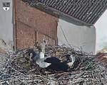Capi_Dubne_20250511_071003.jpg