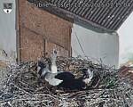 Capi_Dubne_20250511_071504.jpg