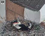 Capi_Dubne_20250511_072003.jpg