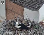 Capi_Dubne_20250511_072504.jpg