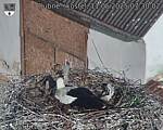 Capi_Dubne_20250511_073002.jpg